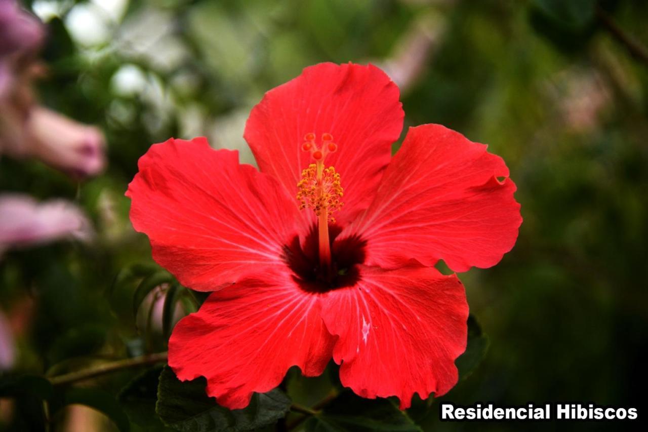 فيلا Residencial Hibiscos - Vista Mar غاروبابا المظهر الخارجي الصورة