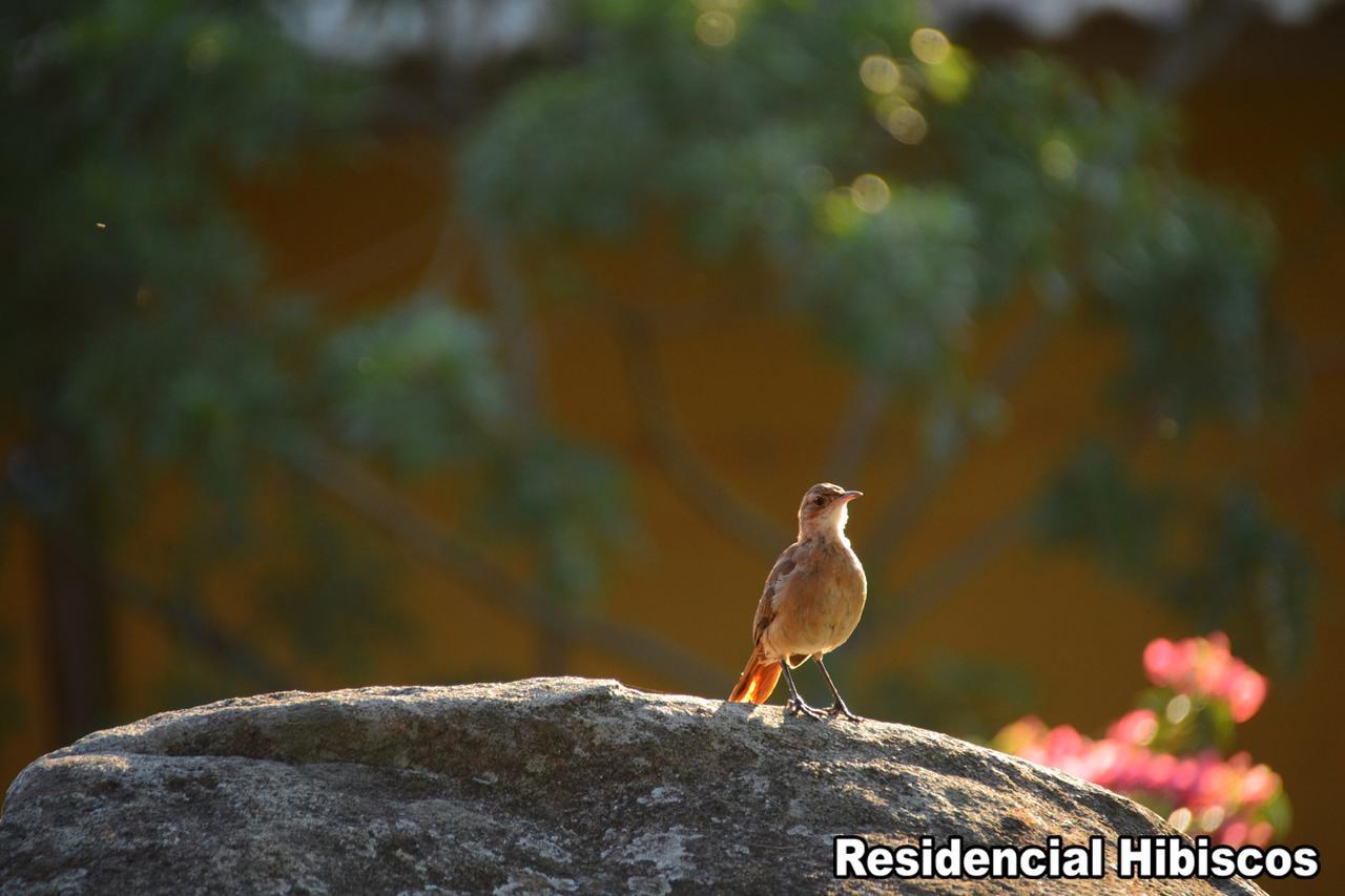 فيلا Residencial Hibiscos - Vista Mar غاروبابا المظهر الخارجي الصورة