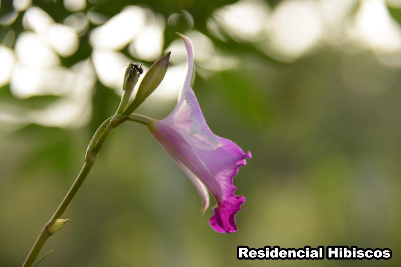 فيلا Residencial Hibiscos - Vista Mar غاروبابا المظهر الخارجي الصورة